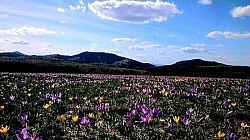 Miris suhih četinara i divlje mente širi se toplim padinama Divlje ruže u cvatu pored stare kamene ograde koja dijeli dva pašnjaka Duge sjene drveća prekrivaju cijelu dolinu u sumrak Krečnjačke stijene erodirane vjetrom i kišom koje izgledaju kao prirodne skulpture Brzi planinski potok koji nosi bijelo kamenje niz padinu nakon kiše Šljunčani put koji se vijuga uz rub planine - Grupa vitkih borova koji rastu iz gotovo potpuno gole stijene Plava magla koja se zadržava u uvalama između brda u sumrak Oštri kristali mraza na bodljikavoj žici koja omeđuje planinsko imanje Vjetar gura oblake preko ruba planinskog lanca u pozadinu Gusta paprat koja u potpunosti prekriva šumsko tlo ispod stoljetnih bukvi Suha zlatiborska trava šušti pod koracima na otvorenom polju Tišina planinskog vrha, samo povremeno prekidana graktanjem vrana