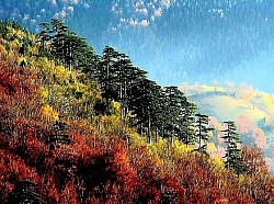 Beskrajni niz zlatiborskih brda koja podsjećaju na zaleđene valove zelenog okeana Crvena zemlja na golim planinskim prevojima prošarana kamenim blokovima i niskim grmljem Visoke jele koje stvaraju potpuni mrak u dubinama zlatiborskih klisura Kratka i oštra planinska trava koja žuti pod vrelim ljetnim suncem na Čigoti Srebrne grane breza koje kontrastiraju s tamnim i teškim krošnjama borova Zaleđena površina jezera koja puca pod pritiskom niskih temperatura, stvarajući šare poput mreže