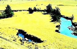 Vrh Zlatibora potpuno ogoljen vjetrom, s kojeg se pruža pogled na cijeli kraj. Stari kameni zlatiborski put obrastao lišajevima na rubu zaborava. Sjene zlatiborskih borova beskrajno se protežu preko zlatnih polja u sumrak. Grupa divljih svinja brzo prelazi zlatiborsku šumsku čistinu u sumrak. Rosa na paukovoj mreži razapetoj između zlatiborskog gloga i drače. Sivi zlatiborski jastreb u niskom letu iznad kamenitih pašnjaka i dubokih uvala. Zaleđeni zlatiborski vodopad na malom potoku koji izgleda kao staklena skulptura usred planinske zime. Miris zlatiborske smole širi se zrakom na zagrijanoj šumskoj čistini tokom ljetnog popodneva. Oštra pukotina u zlatiborskoj kamenoj litici iz koje izranja čvrst bor, prkoseći surovim planinskim uvjetima. Uski zlatiborski šumski prolaz kroz koji se vidi. Udaljeni planinski lanac u plavičastim maglama. Iskrivljena drvena zlatiborska ograda koja se proteže duž brda dok ne nestane u gustim četinarima.