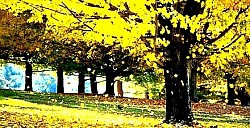 Pastirska koliba izgrađena od zlatiborskog kamena i drveta izolovana na visokoplaninskoj čistini Jesenje boje zlatiborskih breza koje stvaraju oštar kontrast sa tamnim bojama borova u gustim šumama Mahovina na sjevernoj strani kamenog zida stare zlatiborske crkve skrivene u planinskom miru Zlatiborsko sunce izlazi iza masiva Zlatara i obasjava duboke planinske doline Kratka zlatiborska trava snažno se savija pod jakim udarima vjetra na golom vrhu - Mahovina na sjevernoj strani kamenog zida stare zlatiborske crkve skrivene u planinskom miru Zlatiborsko sunce izlazi iza masiva Zlatara i obasjava duboke planinske doline Kratka zlatiborska trava snažno se savija pod jakim udarima vjetra na golom vrhu Visoki orlovi kruže iznad zlatiborskih kanjona, tražeći plijen u nepristupačnim liticama Usamljena zlatiborska česma sa hladnom izvorskom vodom pored krivudavog planinskog puta